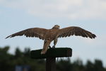 DAY 1, ANNEKE, IMG
4680 429